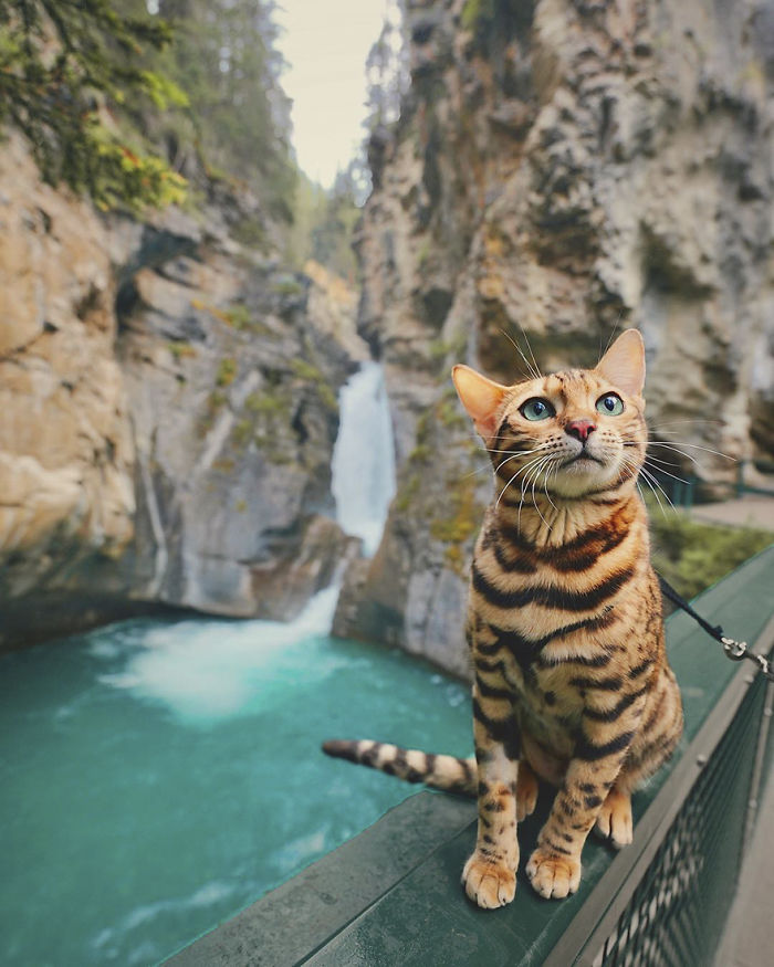 Meet Suki, The Traveling Cat Who’s Living A Better Life Than You Meet Suki, The Traveling Cat Who’s Living A Better Life Than You