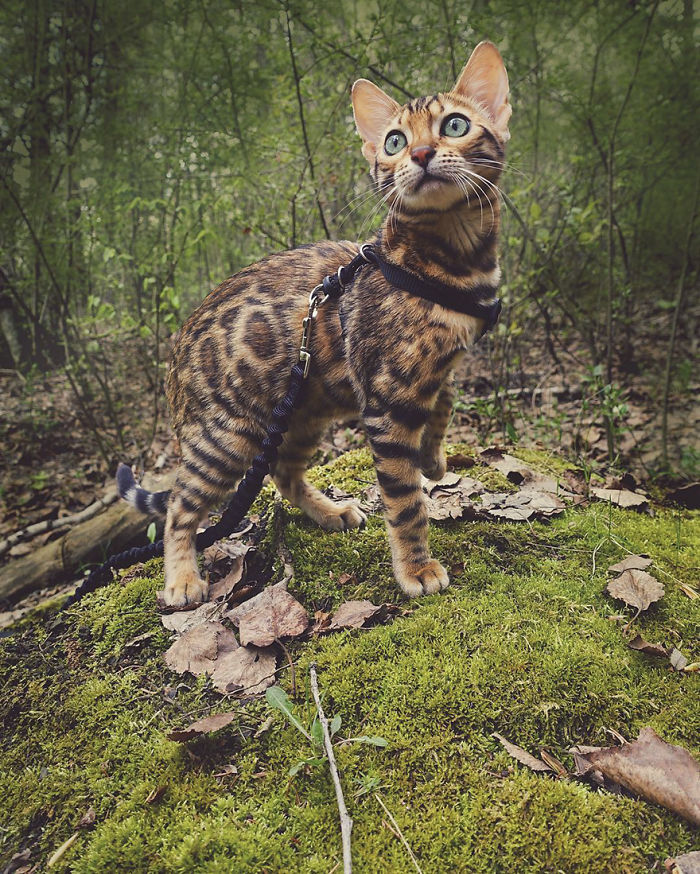 Meet Suki, The Traveling Cat Who’s Living A Better Life Than You Meet Suki, The Traveling Cat Who’s Living A Better Life Than You