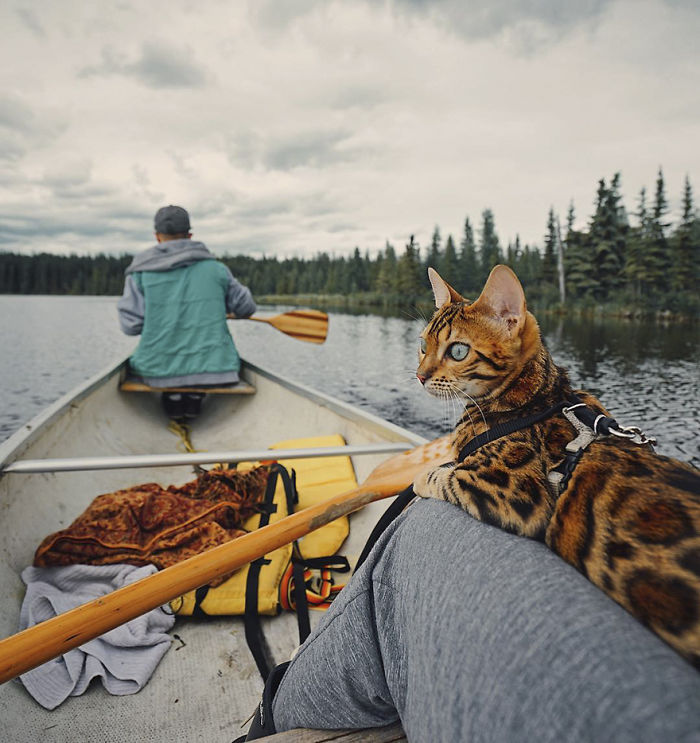 Meet Suki, The Traveling Cat Who’s Living A Better Life Than You Meet Suki, The Traveling Cat Who’s Living A Better Life Than You