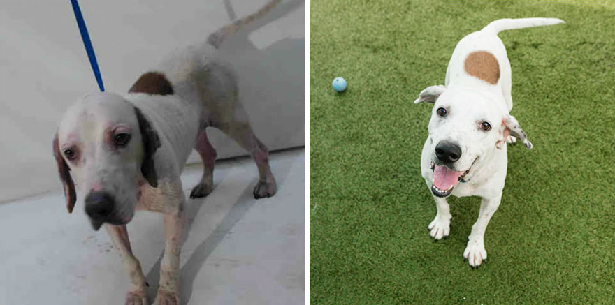 15 Before & After Photos That Prove Why Animal Shelters Need Good Photographers 15 Before & After Photos That Prove Why Animal Shelters Need Good Photographers