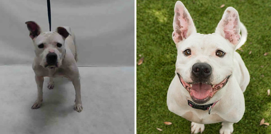 15 Before & After Photos That Prove Why Animal Shelters Need Good Photographers 15 Before & After Photos That Prove Why Animal Shelters Need Good Photographers