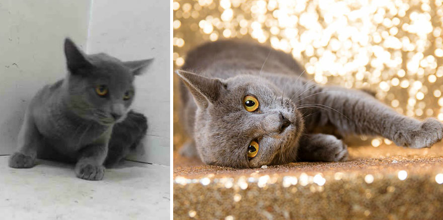 15 Before & After Photos That Prove Why Animal Shelters Need Good Photographers 15 Before & After Photos That Prove Why Animal Shelters Need Good Photographers