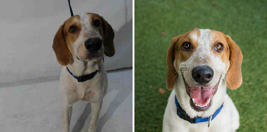 15 Before & After Photos That Prove Why Animal Shelters Need Good Photographers 15 Before & After Photos That Prove Why Animal Shelters Need Good Photographers