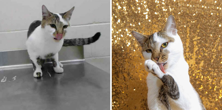 15 Before & After Photos That Prove Why Animal Shelters Need Good Photographers 15 Before & After Photos That Prove Why Animal Shelters Need Good Photographers