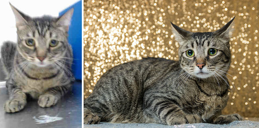 15 Before & After Photos That Prove Why Animal Shelters Need Good Photographers 15 Before & After Photos That Prove Why Animal Shelters Need Good Photographers