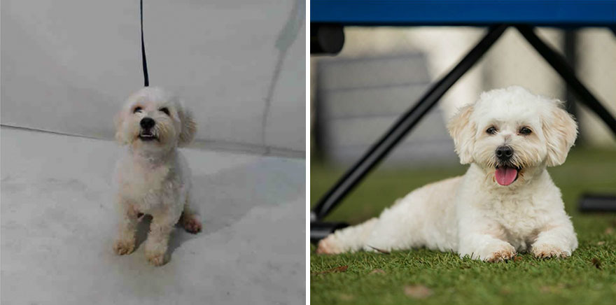 15 Before & After Photos That Prove Why Animal Shelters Need Good Photographers 15 Before & After Photos That Prove Why Animal Shelters Need Good Photographers