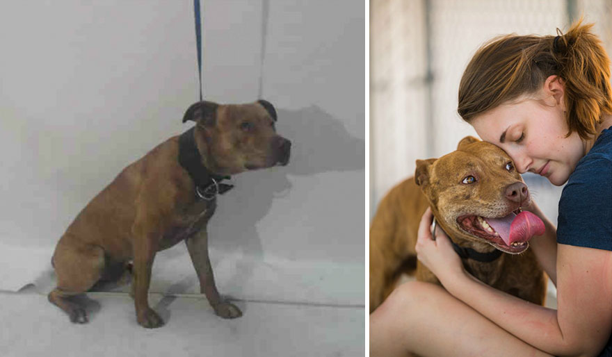 15 Before & After Photos That Prove Why Animal Shelters Need Good Photographers 15 Before & After Photos That Prove Why Animal Shelters Need Good Photographers