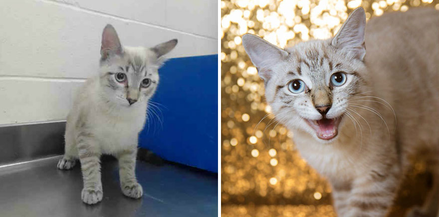 15 Before & After Photos That Prove Why Animal Shelters Need Good Photographers 15 Before & After Photos That Prove Why Animal Shelters Need Good Photographers