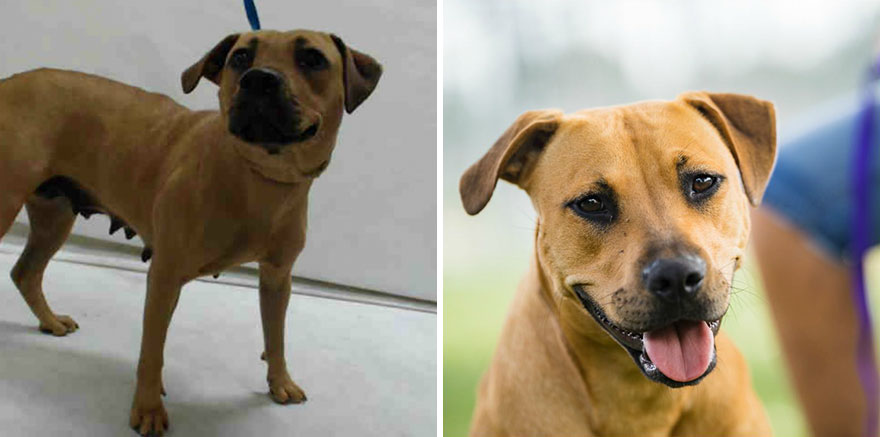 15 Before & After Photos That Prove Why Animal Shelters Need Good Photographers 15 Before & After Photos That Prove Why Animal Shelters Need Good Photographers