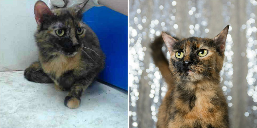 15 Before & After Photos That Prove Why Animal Shelters Need Good Photographers 15 Before & After Photos That Prove Why Animal Shelters Need Good Photographers