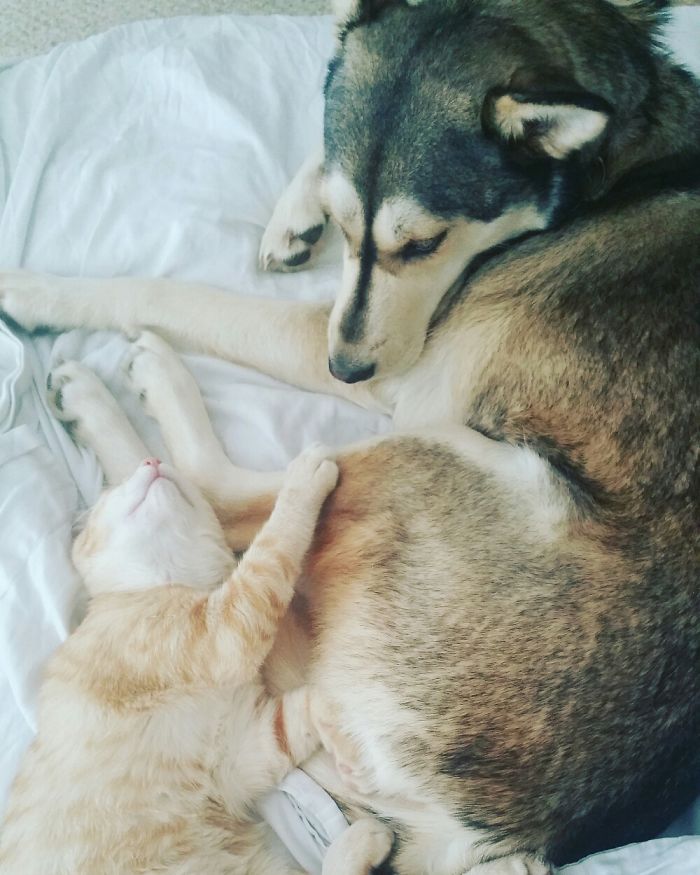 Post Pictures Of Cats And Dogs Living Together