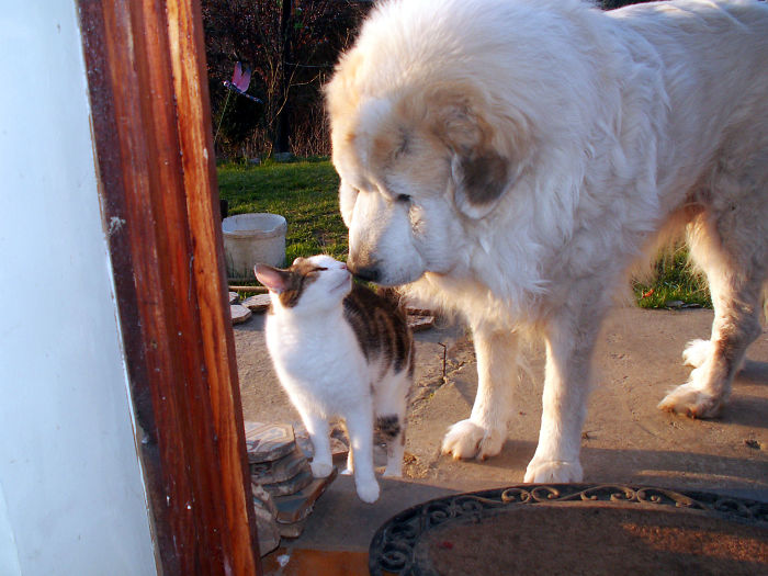 Post Pictures Of Cats And Dogs Living Together