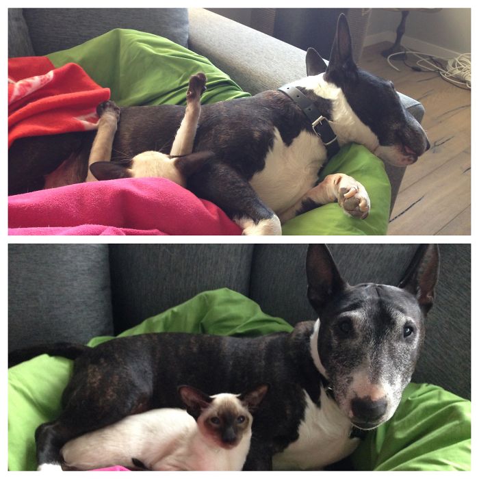 Post Pictures Of Cats And Dogs Living Together