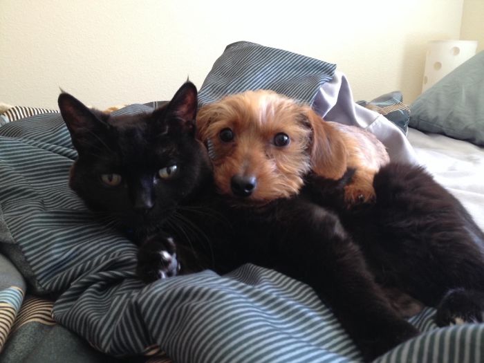 Post Pictures Of Cats And Dogs Living Together