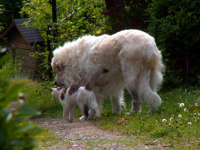 Post Pictures Of Cats And Dogs Living Together