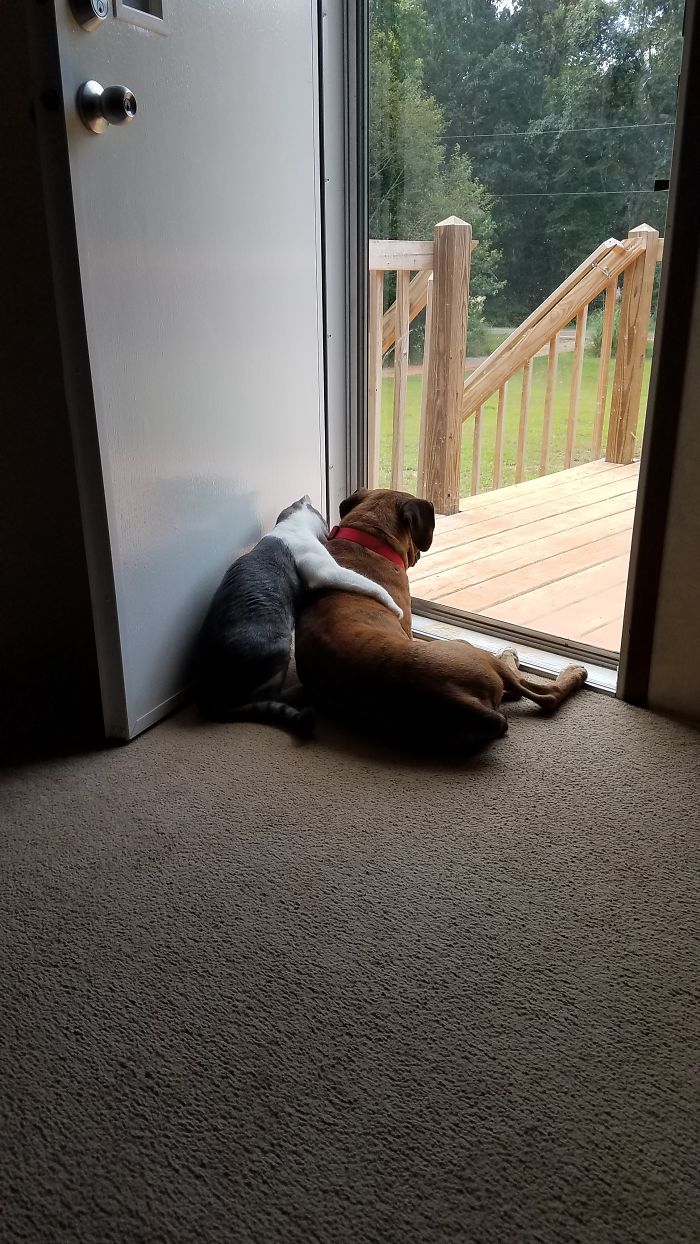 Post Pictures Of Cats And Dogs Living Together