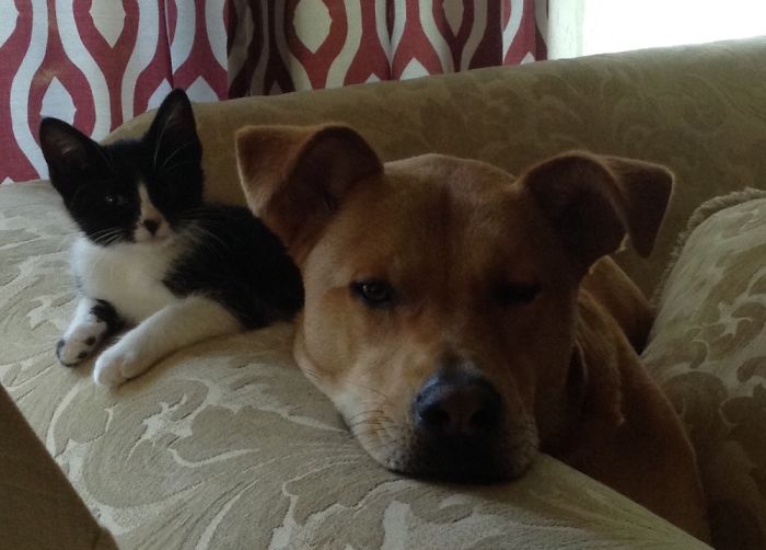 Post Pictures Of Cats And Dogs Living Together