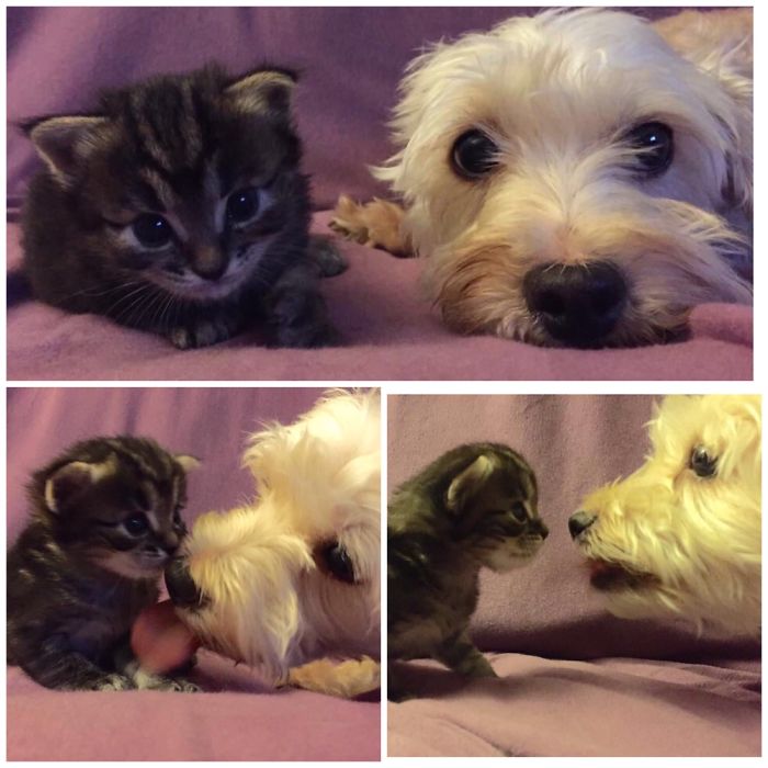 Post Pictures Of Cats And Dogs Living Together