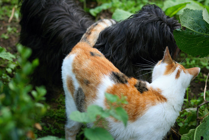 Post Pictures Of Cats And Dogs Living Together