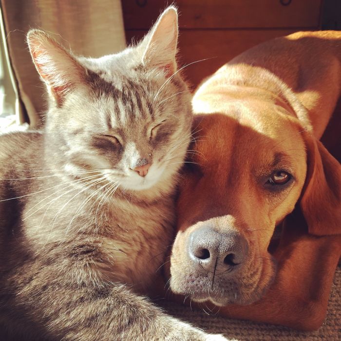 Post Pictures Of Cats And Dogs Living Together