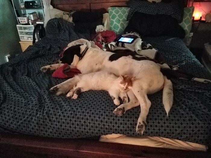 Post Pictures Of Cats And Dogs Living Together