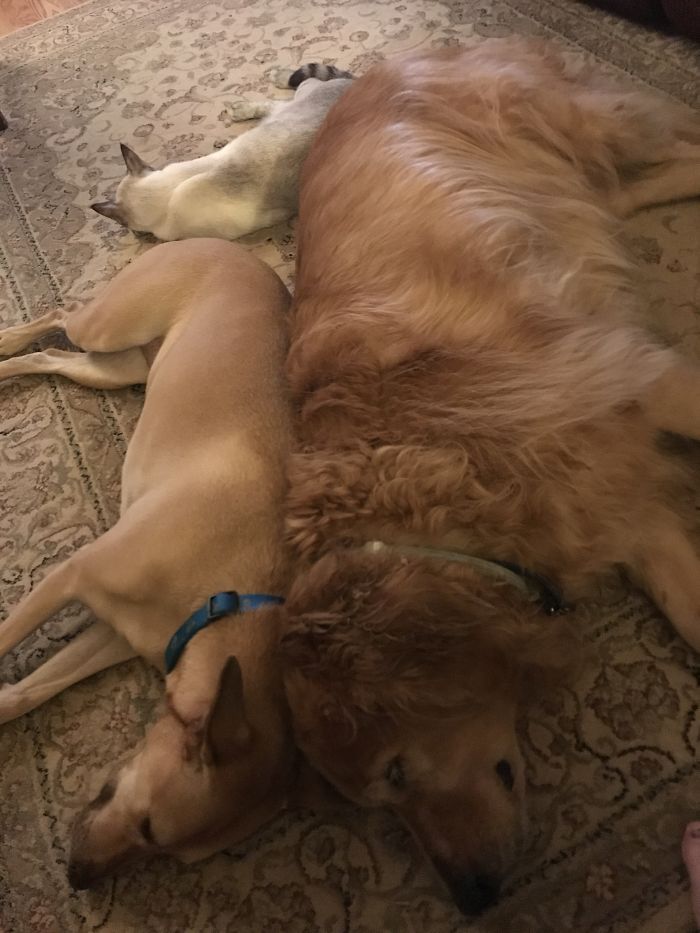 Post Pictures Of Cats And Dogs Living Together