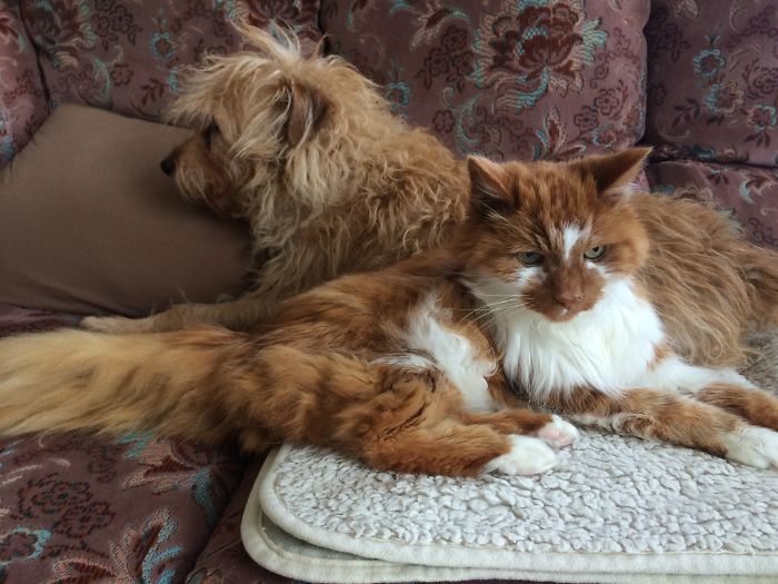 Post Pictures Of Cats And Dogs Living Together