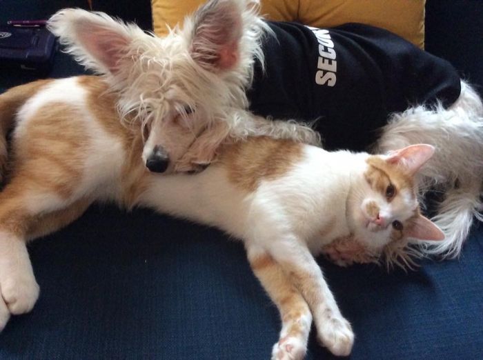 Post Pictures Of Cats And Dogs Living Together