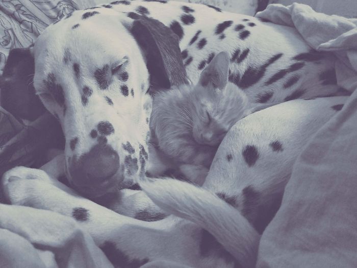Post Pictures Of Cats And Dogs Living Together