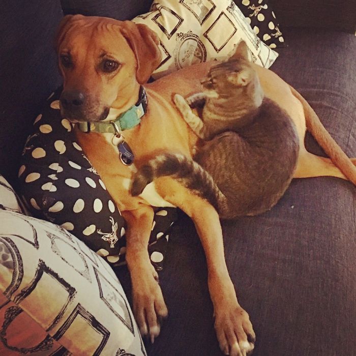 Post Pictures Of Cats And Dogs Living Together