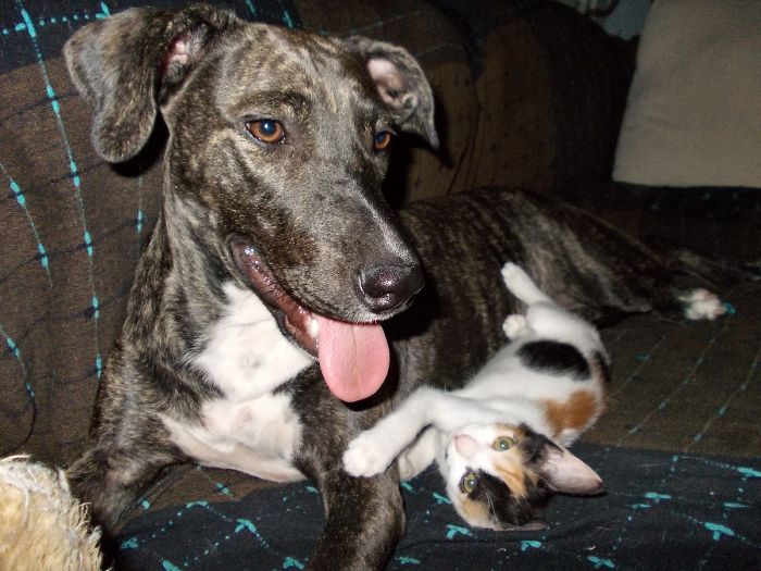 Post Pictures Of Cats And Dogs Living Together