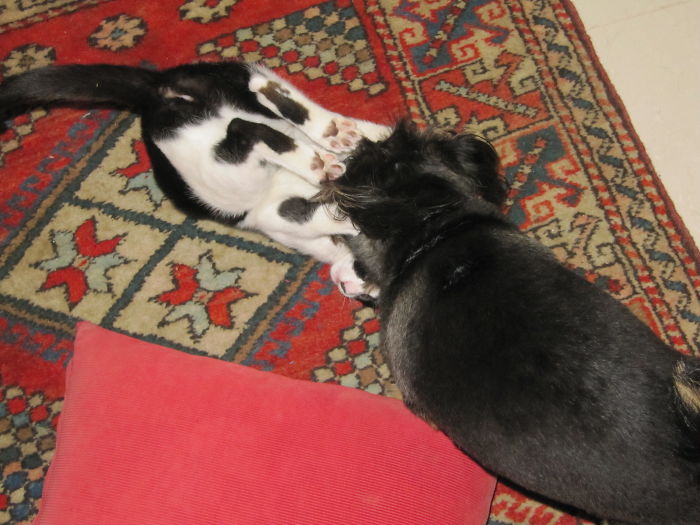 Post Pictures Of Cats And Dogs Living Together