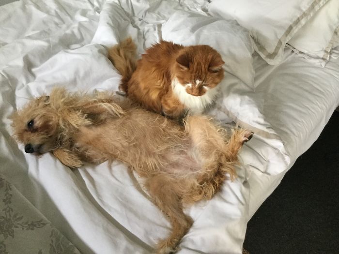 Post Pictures Of Cats And Dogs Living Together