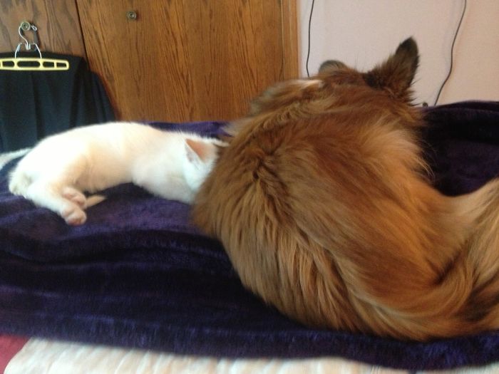 Post Pictures Of Cats And Dogs Living Together