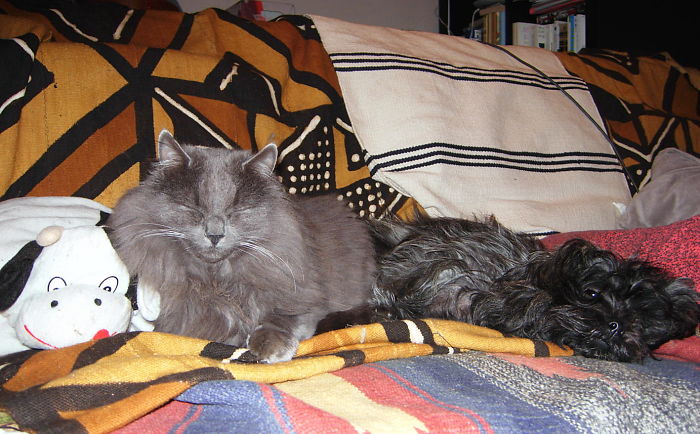 Post Pictures Of Cats And Dogs Living Together