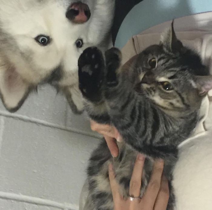 Post Pictures Of Cats And Dogs Living Together