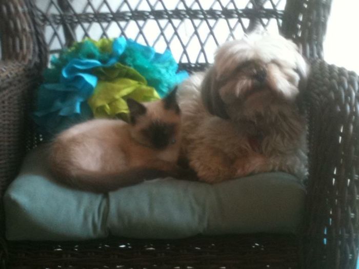 Post Pictures Of Cats And Dogs Living Together