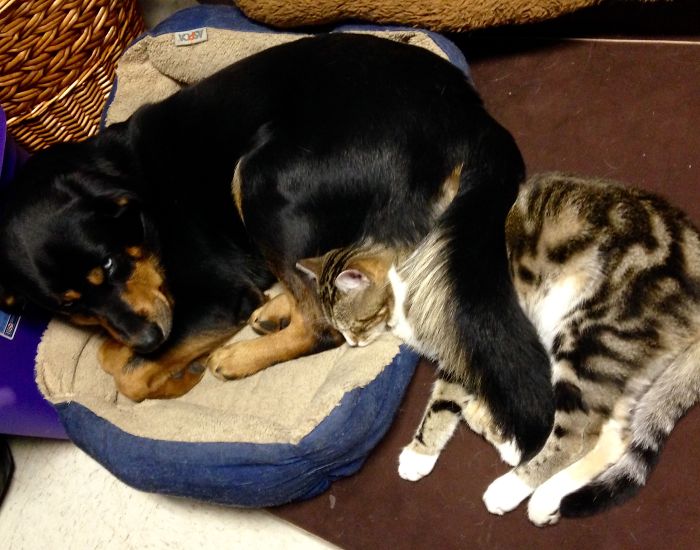 Post Pictures Of Cats And Dogs Living Together