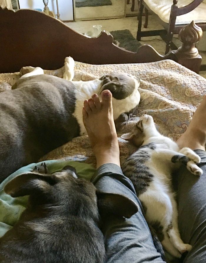 Post Pictures Of Cats And Dogs Living Together