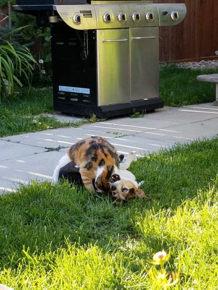 Post Pictures Of Cats And Dogs Living Together