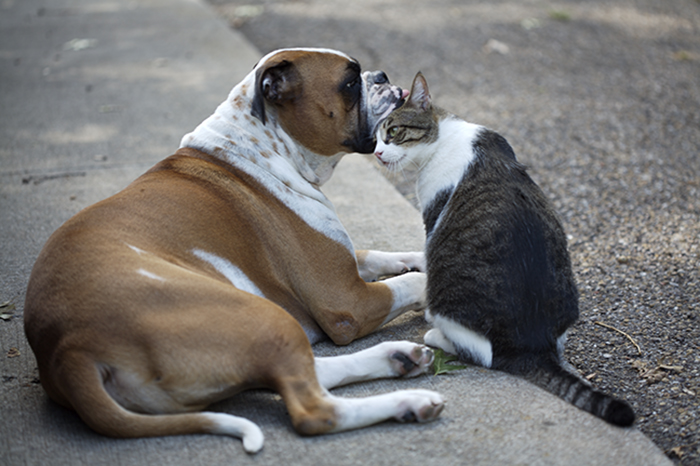 Post Pictures Of Cats And Dogs Living Together