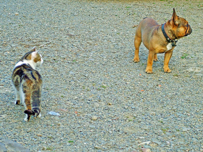 Post Pictures Of Cats And Dogs Living Together