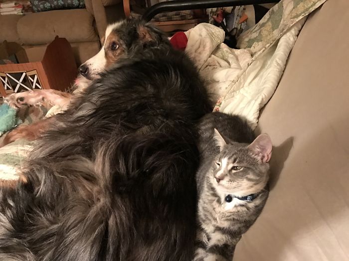 Post Pictures Of Cats And Dogs Living Together