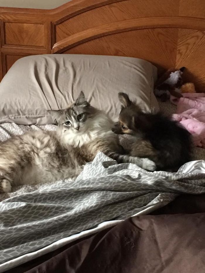 Post Pictures Of Cats And Dogs Living Together