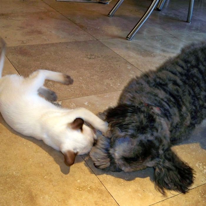 Post Pictures Of Cats And Dogs Living Together