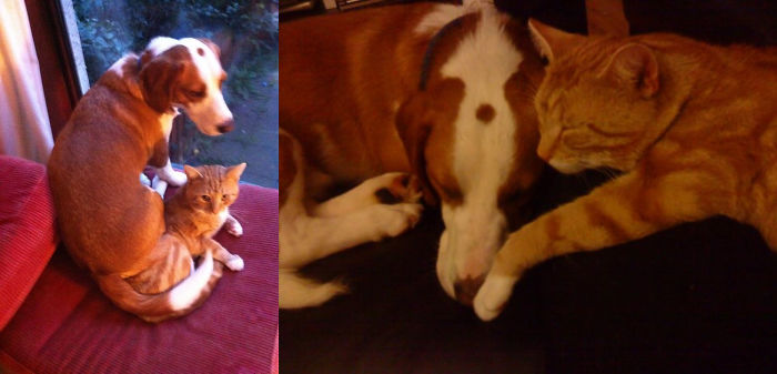 Post Pictures Of Cats And Dogs Living Together