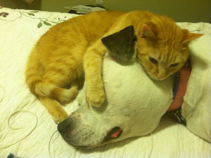 Post Pictures Of Cats And Dogs Living Together