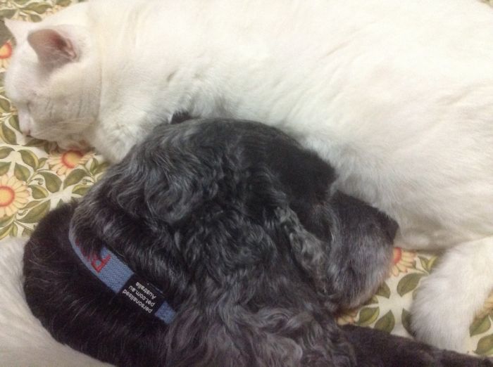 Post Pictures Of Cats And Dogs Living Together