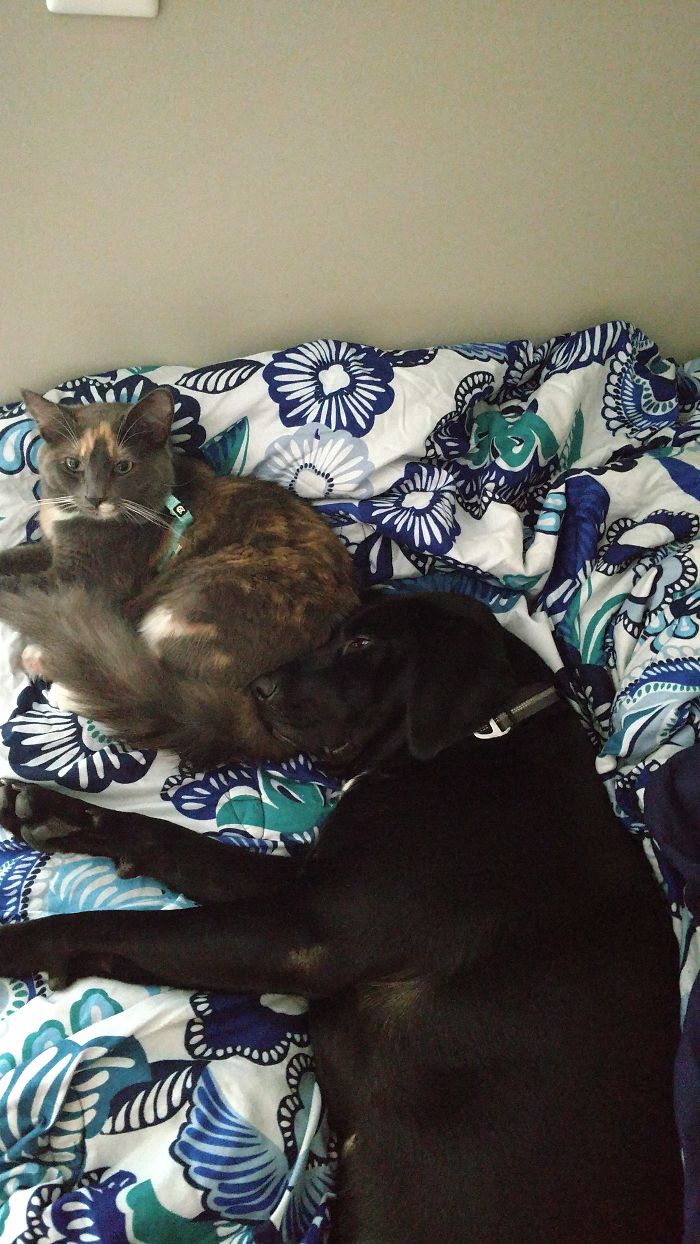 Post Pictures Of Cats And Dogs Living Together