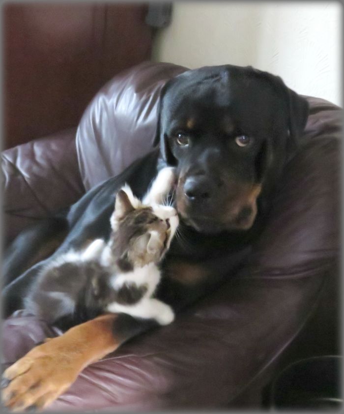 Post Pictures Of Cats And Dogs Living Together